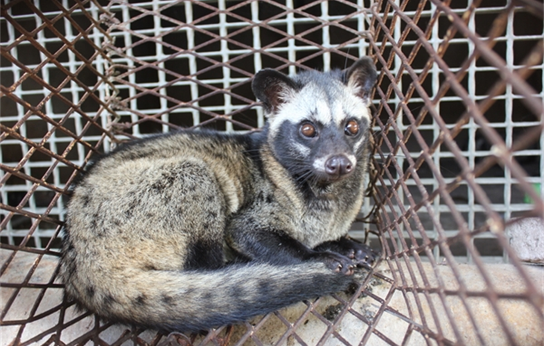 Palm Civet in a Wildlife Farm in Dong Nai Province CREDIT WCS Viet Nam.JPG